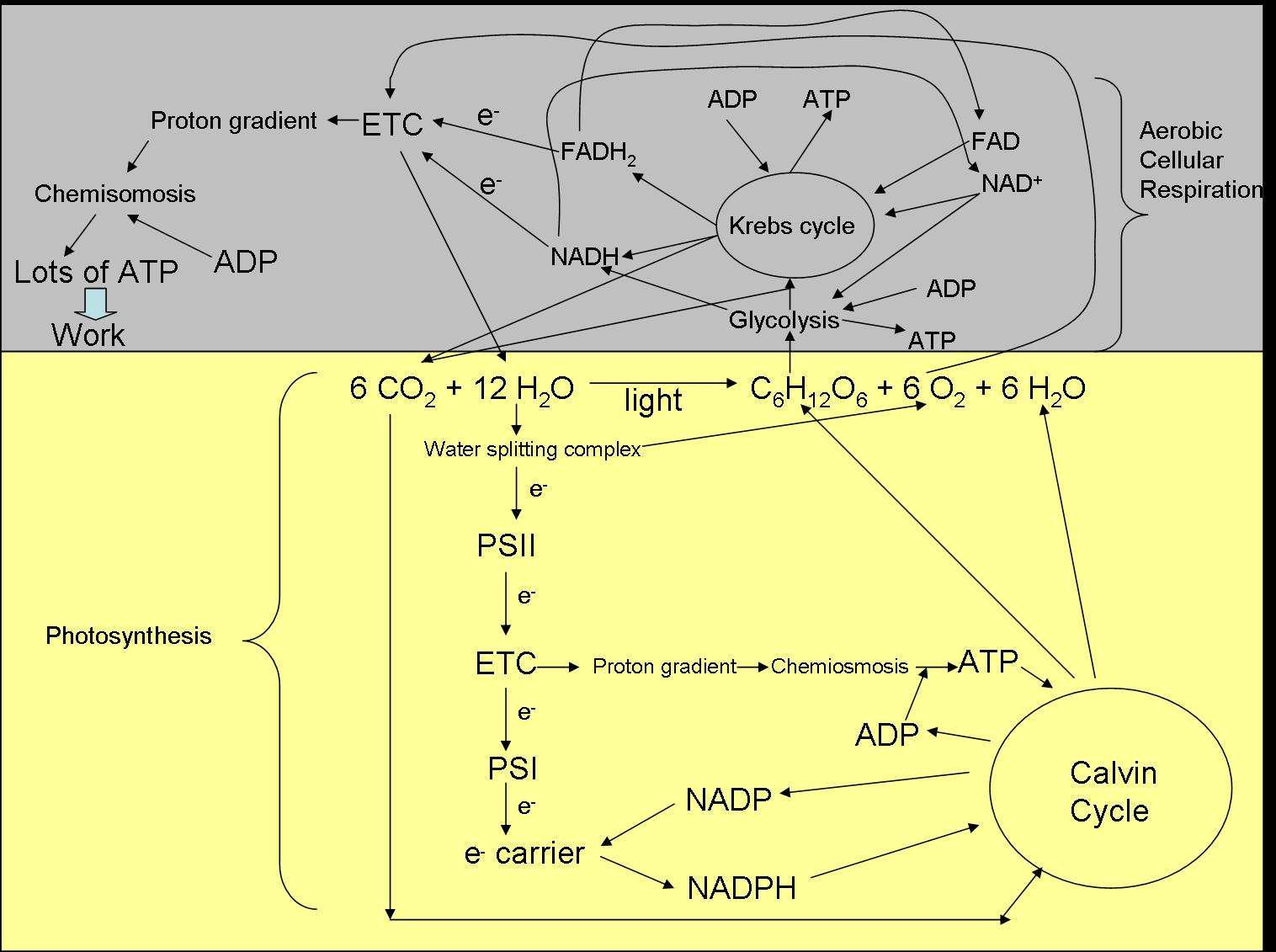 cellular-respiration-and-photosynthesis-diagram-wiring-site-resource